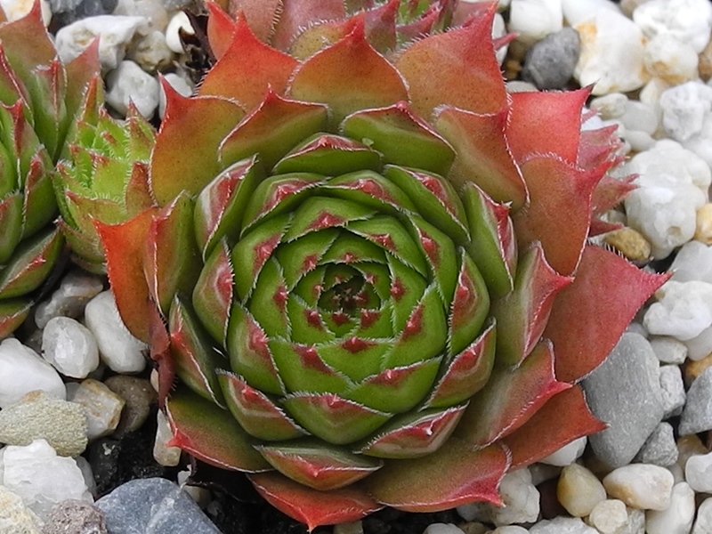 fauconnetii (x penicillatum)