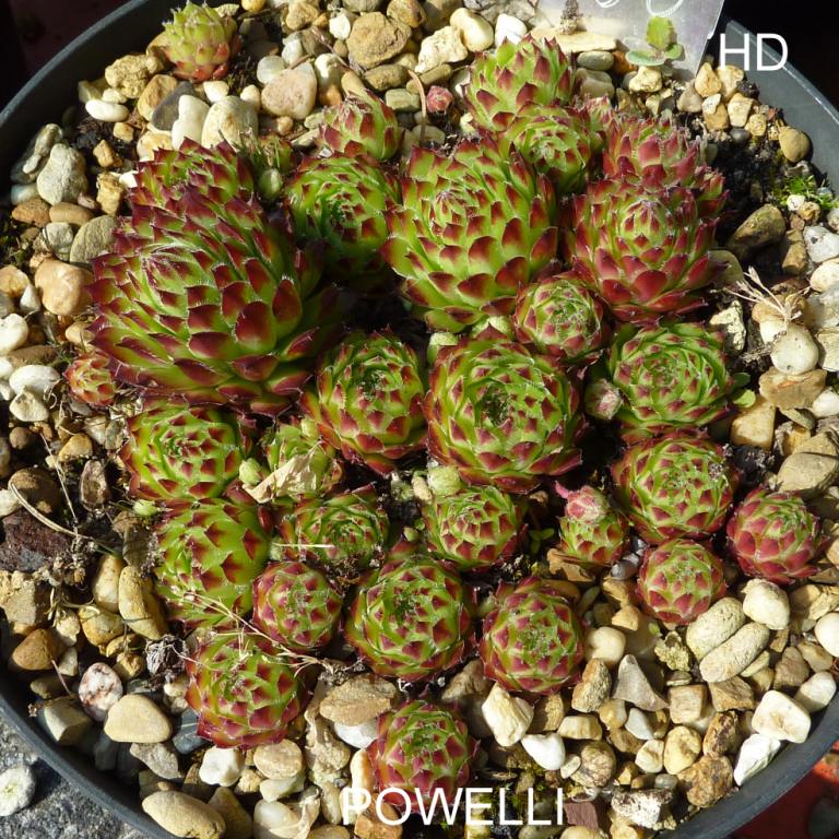 fauconnetii (x pomelii)