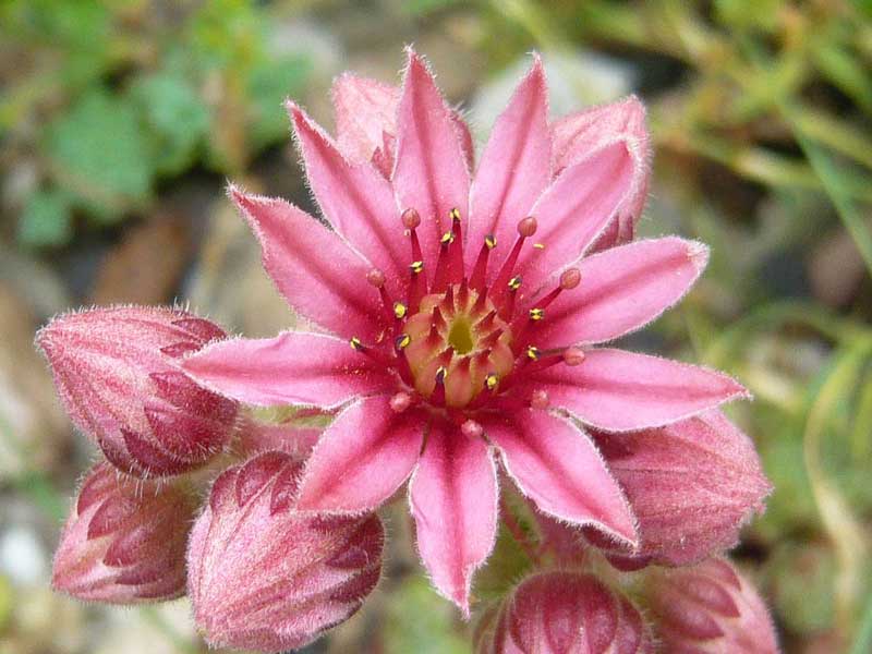 fauconnetii (x pomelii) from Chastel sur Murat