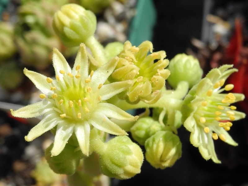 feigeanum (cf.) from Rize (PH1292)
