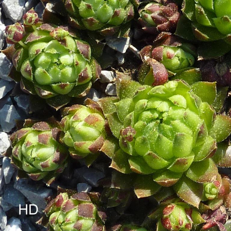 globiferum ssp. hirtum from Felsőtárkány