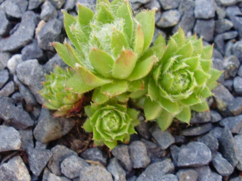 fimbriatum