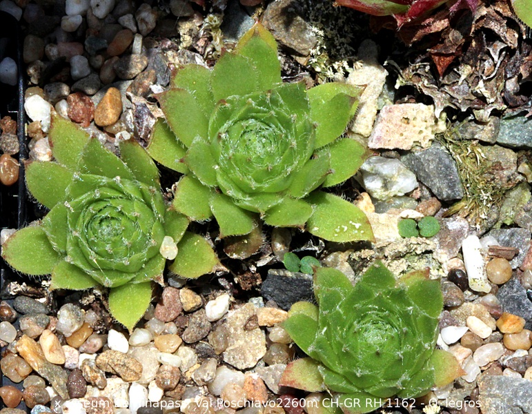 fimbriatum (xroseum) from Berninapass