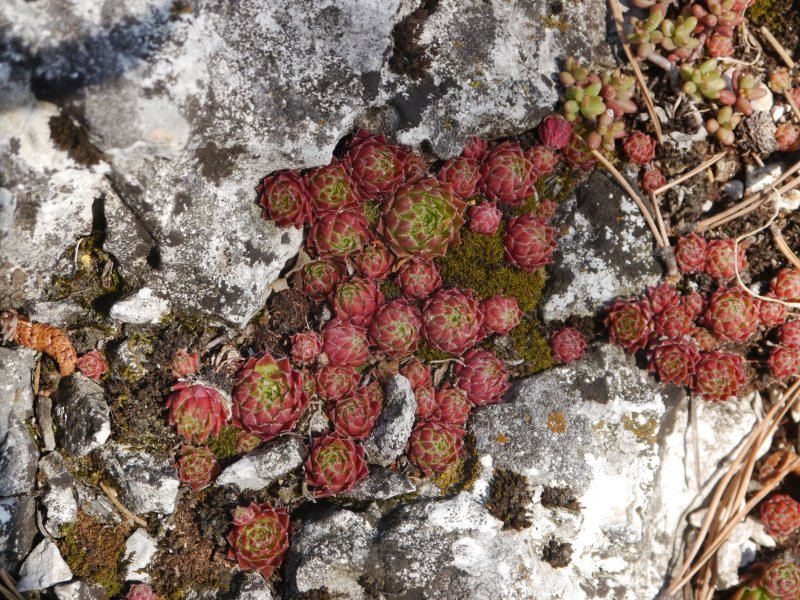 globiferum ssp. hirtum from Fischauer Berge