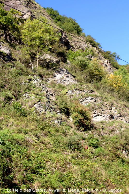 funckii var. aqualiense from La Heid des Gattes
