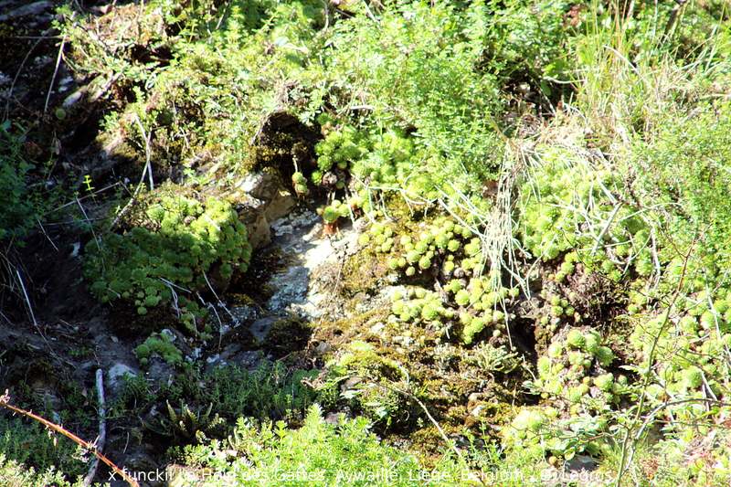 funckii var. aqualiense from La Heid des Gattes