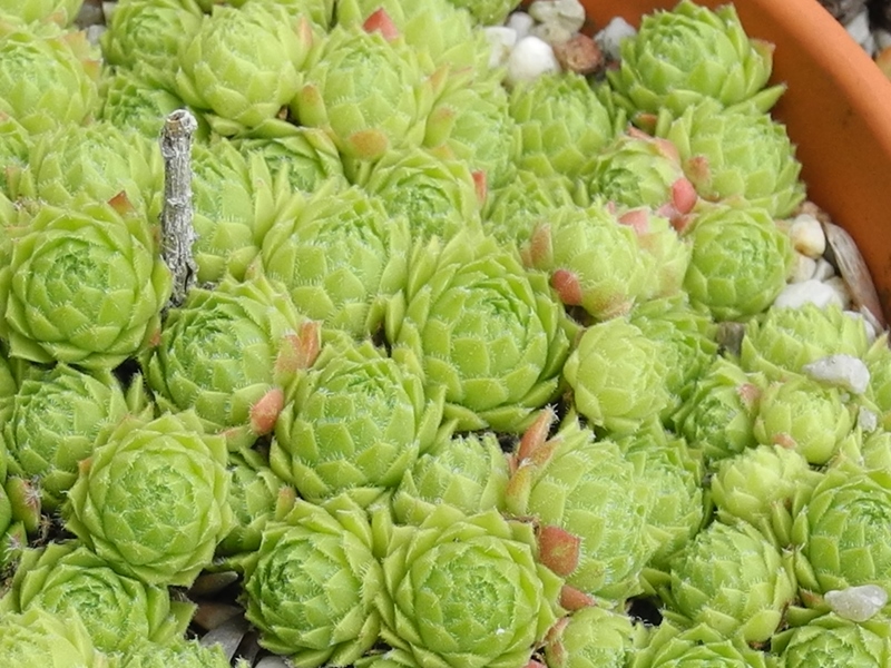 funckii var. aqualiense