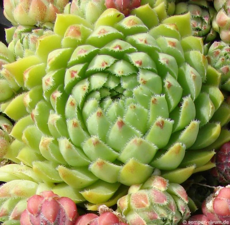 globiferum ssp. hirtum from Görgeliho Tunel