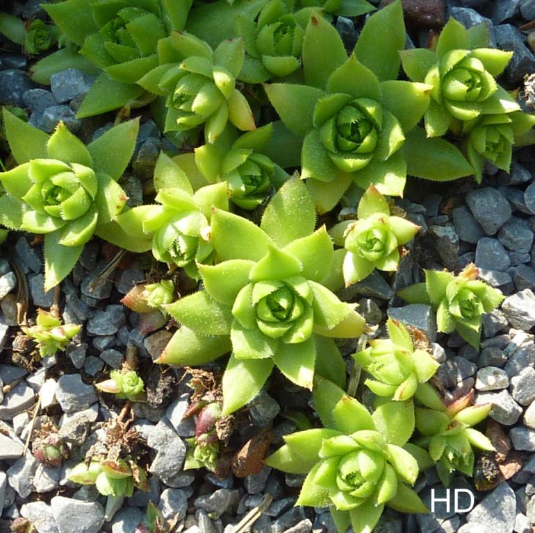 globiferum ssp. hirtum (tatrensis) from Garád