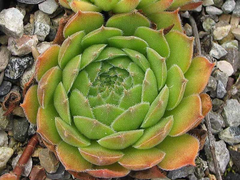 grandiflorum (gaudinii)