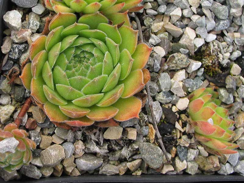 grandiflorum (gaudinii)