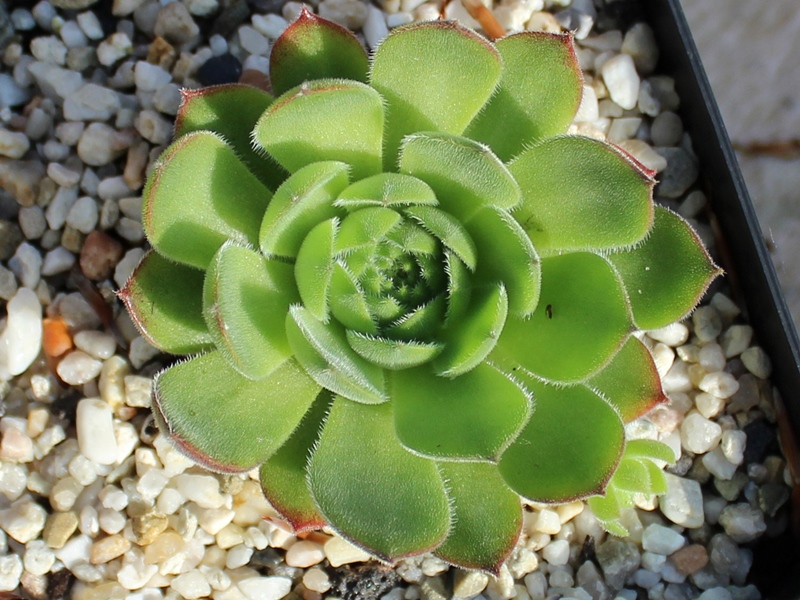 grandiflorum (gaudinii)