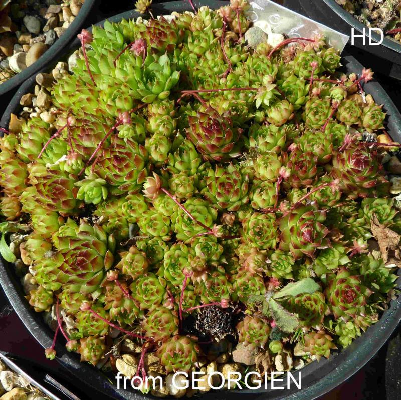 caucasicum from Georgien