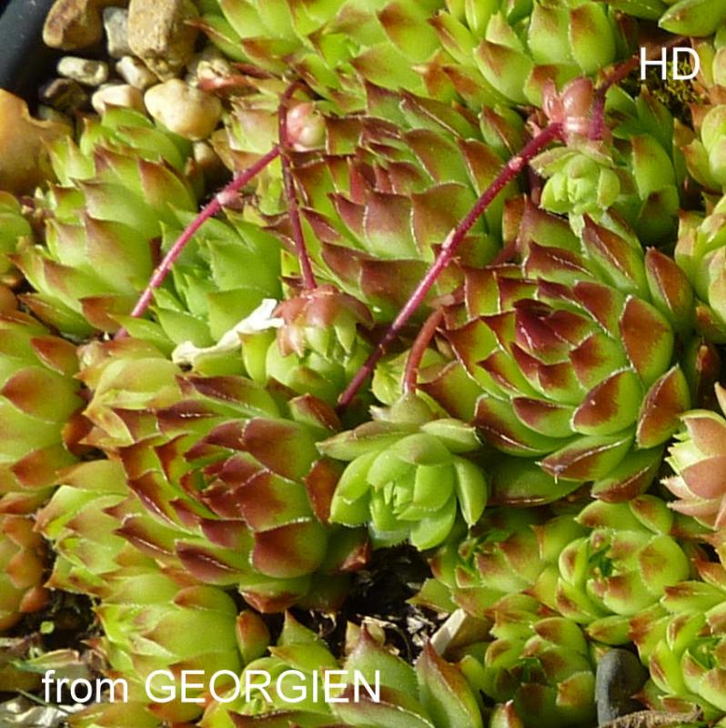 caucasicum from Georgien