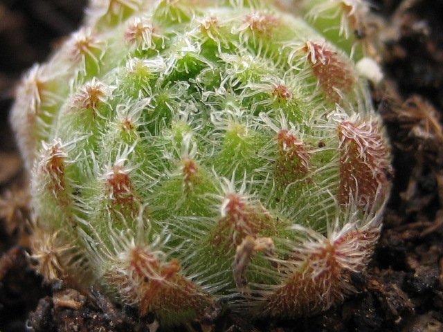 giuseppii