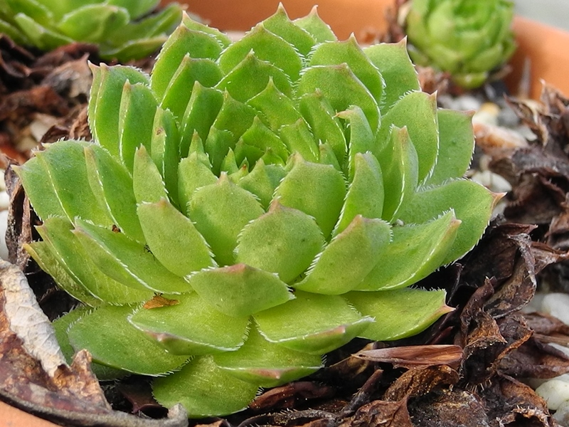 glabrifolium cf. from Mt. Aragac (Typ PH8008)