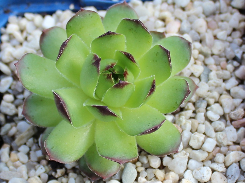 glabrifolium cf. from Mt. Aragac (Typ PH1308)