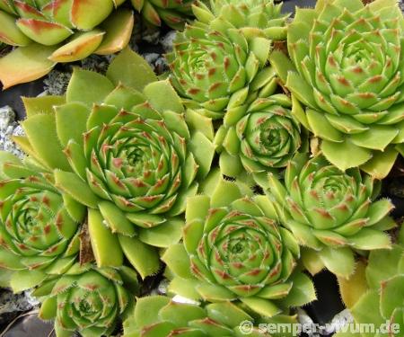 glabrifolium cf. from road Artvin to Verzirkoey