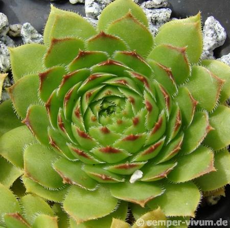 glabrifolium cf. from road Artvin to Verzirkoey