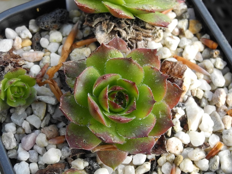 glabrifolium aff. from Macka (Typ PH1113)