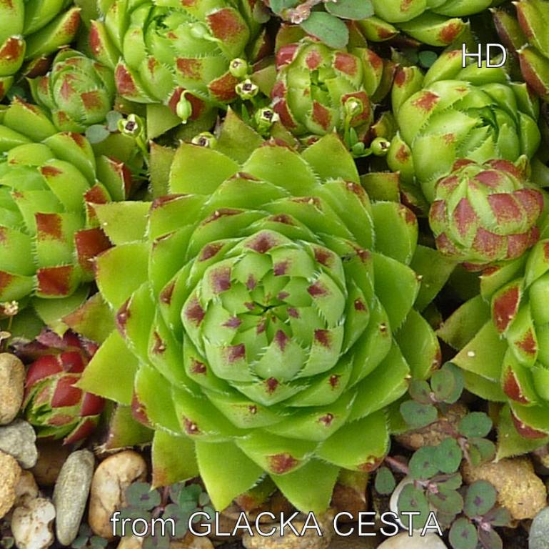 globiferum ssp. hirtum from Glacká cesta, 870m