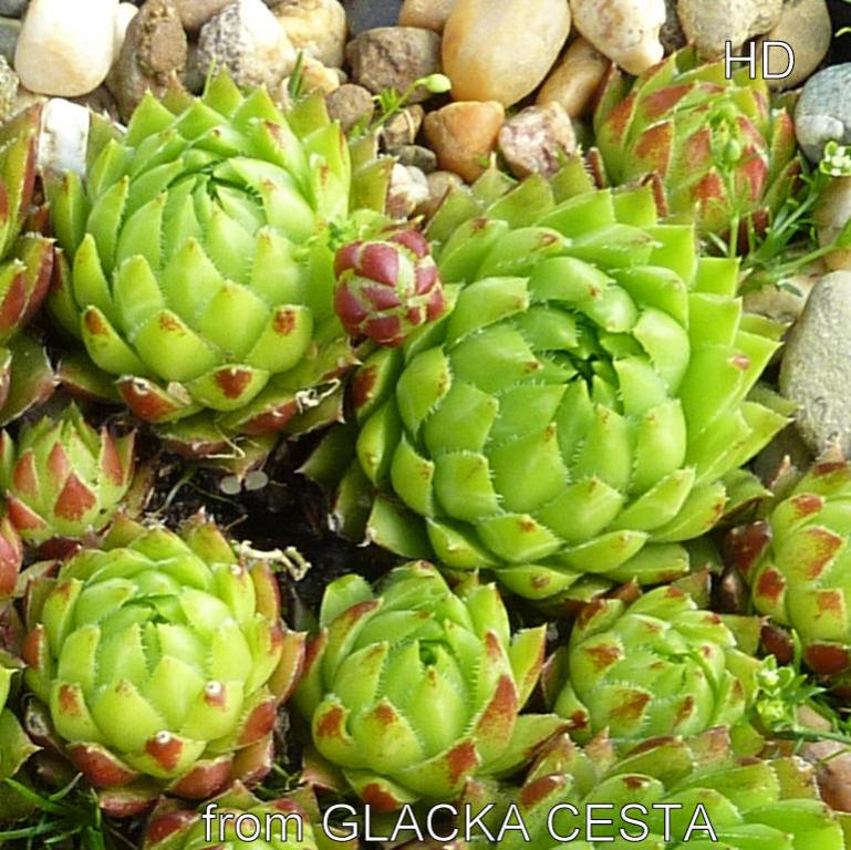 globiferum ssp. hirtum from Glacká cesta, 852m