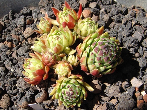 globiferum ssp. arenarium from "Erum Mor"