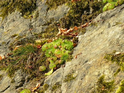 globiferum ssp. globiferum from Dolní Bělá