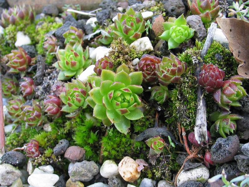 globiferum ssp. globiferum from Lochen