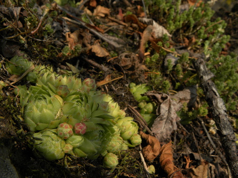 globiferum ssp. globiferum from Podhorní vrch