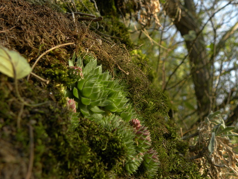 globiferum ssp. globiferum from Horní Liblín