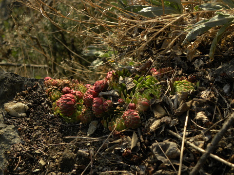 globiferum ssp. globiferum from Horní Liblín