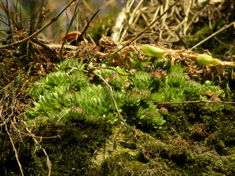 globiferum ssp. globiferum from Horní Liblín