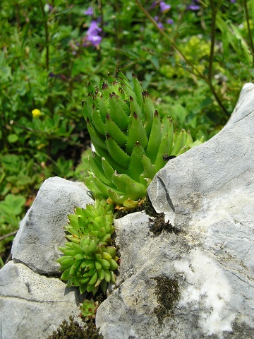 globiferum ssp. hirtum (preissianum) from Vyšné Šiprúňské sedlo