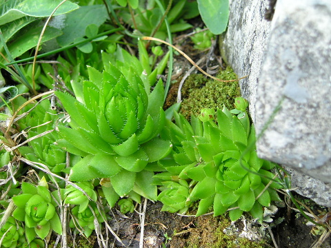 globiferum ssp. hirtum (preissianum) from Vyšné Šiprúňské sedlo