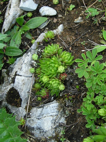 globiferum ssp. hirtum (preissianum) from Vyšné Šiprúňské sedlo