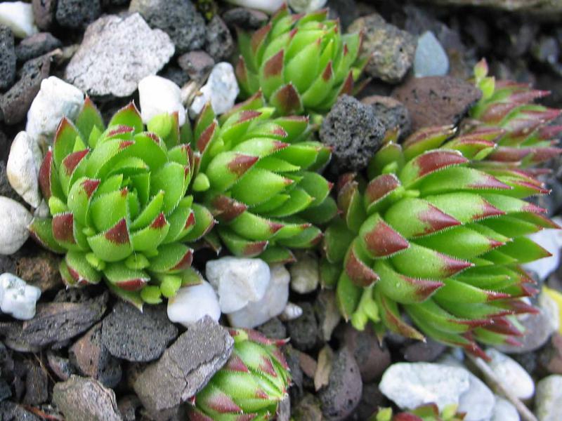 globiferum ssp. hirtum from Baba Mare