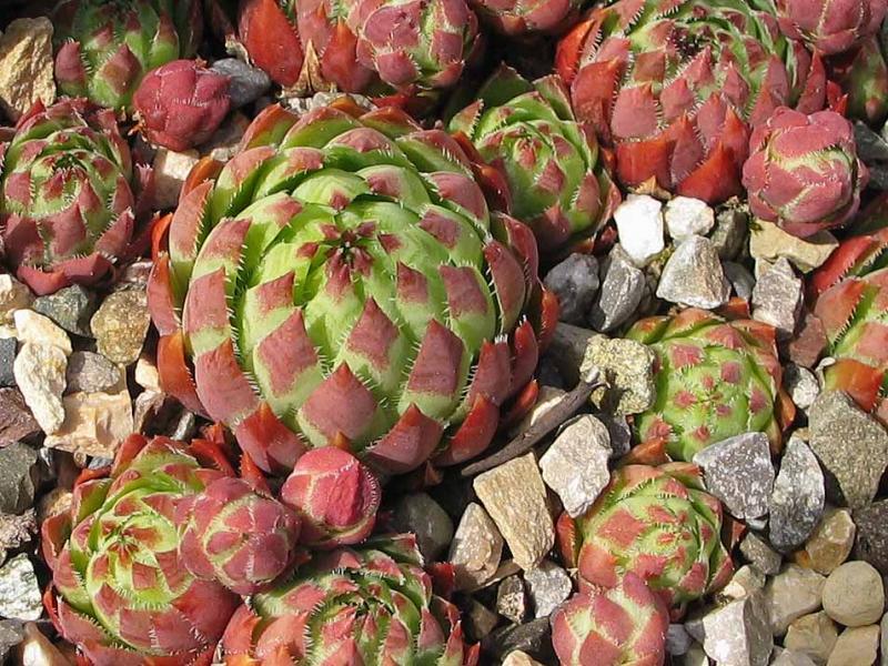 globiferum ssp. hirtum from Hornad-Durchbruch