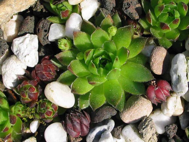 globiferum ssp. hirtum from Nitra