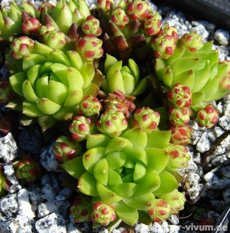 globiferum ssp. hirtum from Kremnica (südl., Typ D)