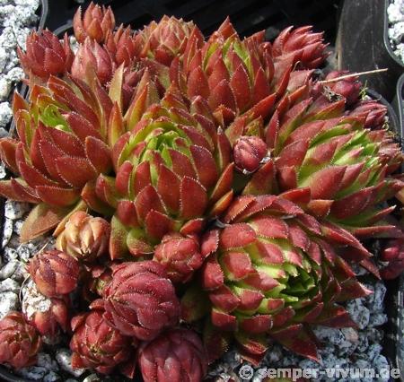 globiferum ssp. hirtum from Pusté sedlo Machnaté Typ A