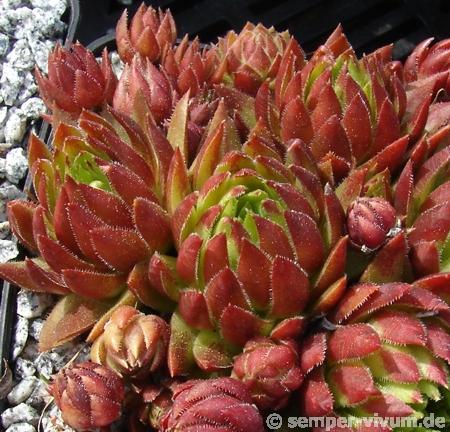 globiferum ssp. hirtum from Pusté sedlo Machnaté Typ A