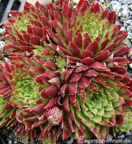 globiferum ssp. hirtum from Pusté sedlo Machnaté Typ A