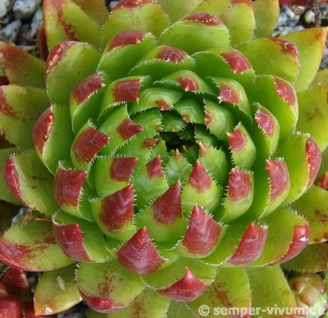 globiferum ssp. hirtum (tatrensis) from Jastrabska Skala
