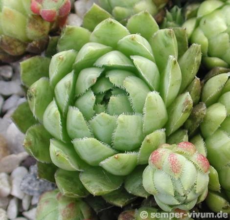 globiferum ssp. hirtum from Budai Mts Typ B HO