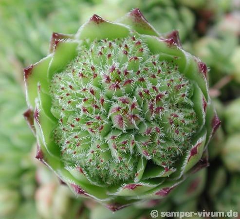 globiferum ssp. hirtum from Budai Mts Typ B HO
