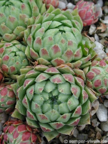 globiferum ssp. hirtum from Budai Mts Typ B HO
