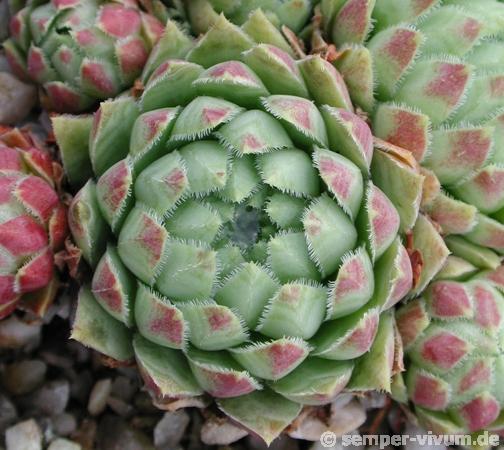 globiferum ssp. hirtum from Budai Mts Typ B HO