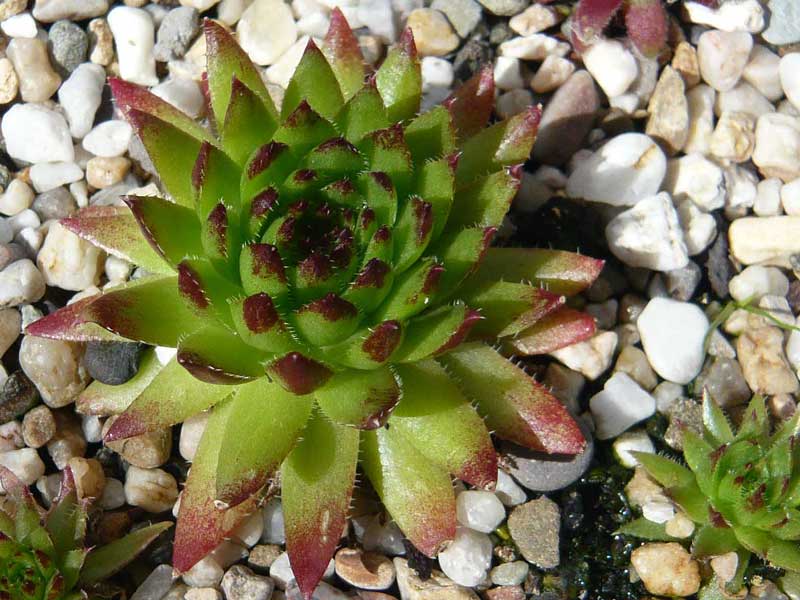 globiferum ssp. hirtum from Dunajec