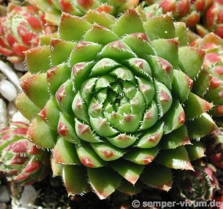 globiferum ssp. hirtum from Eisenerzer Alpen